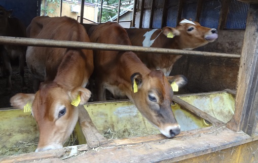 �W���[�W���[��