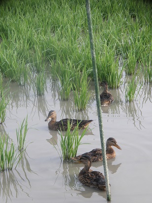 �p�ق̉��~�ʂ�