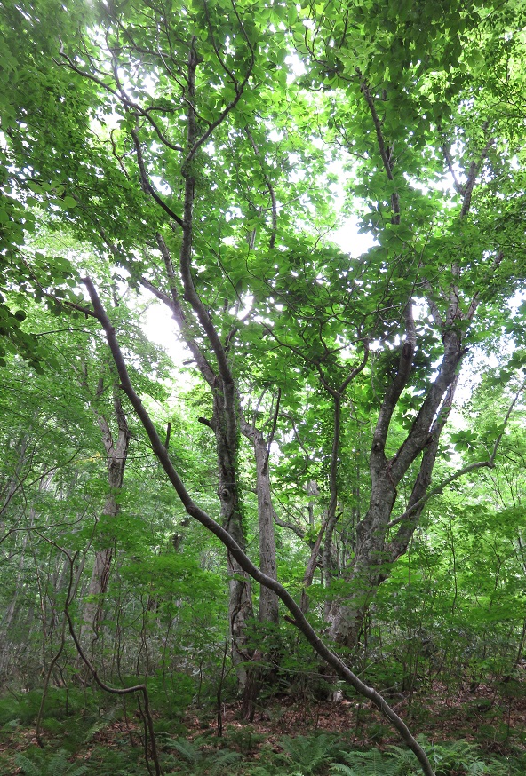 ���_�R�n�P