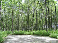 ���D�����p��