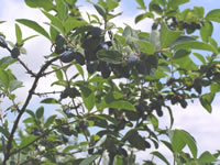 �n�X�J�b�v