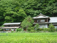 ���쒬���Y�Ҍ��w��_�V�c��