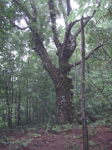 ����@����P�O�O�N�̂ԂȂ̖�