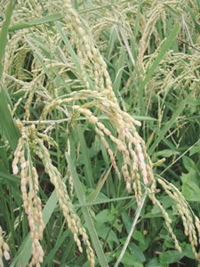 ���̎���ɂ̓C�i�S�ƐԂƂ�ڂ̌Q��