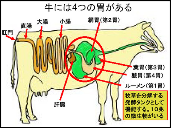 ���ɂ�4�݂̈�����